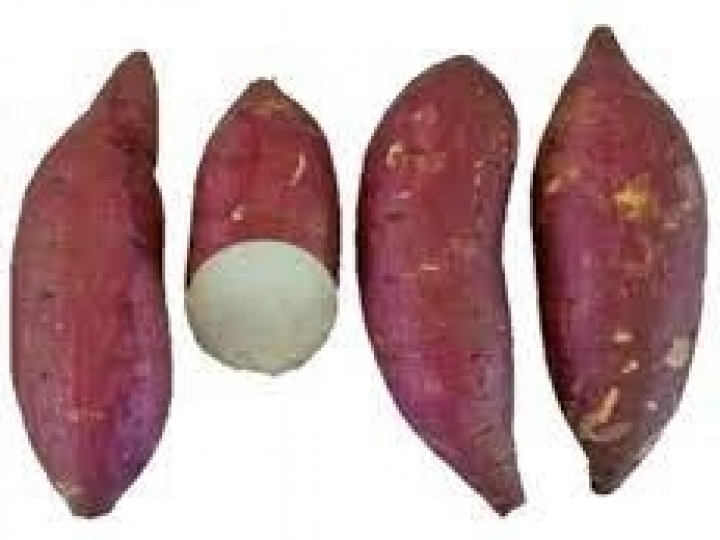 APTA Regional e IAC expõem cultivares mais produtivas e nutritivas de batata-doce em evento em Presidente Prudente