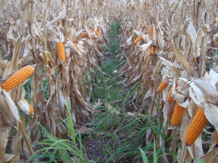 Inoculante reduz perdas de produtividade do milho consorciado com braquiária