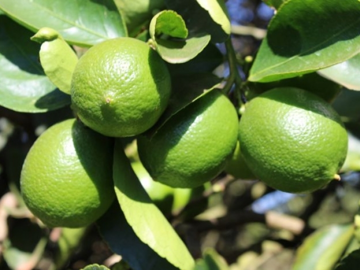 Graças à pesquisa, Mato Grosso terá limão tahiti resistente à gomose