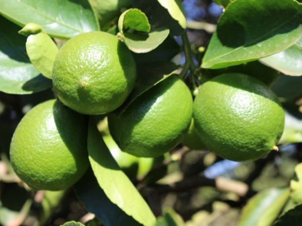 Para a citricultura de Mato Grosso, a falta de porta-enxertos resistentes à doença fúngica gomose era um fator limitante. Os resultados da pesquisa com a lima ácida tahiti trazem novas perspectivas. Foto: Silvia Campos