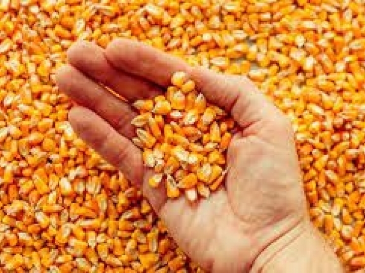 Leilão prevê serviço de remoção para 5 mil toneladas de milho em grãos