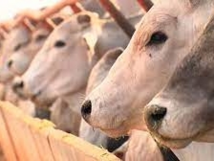 Exportações de genética bovina crescem 17% no primeiro semestre, aponta ASBIA