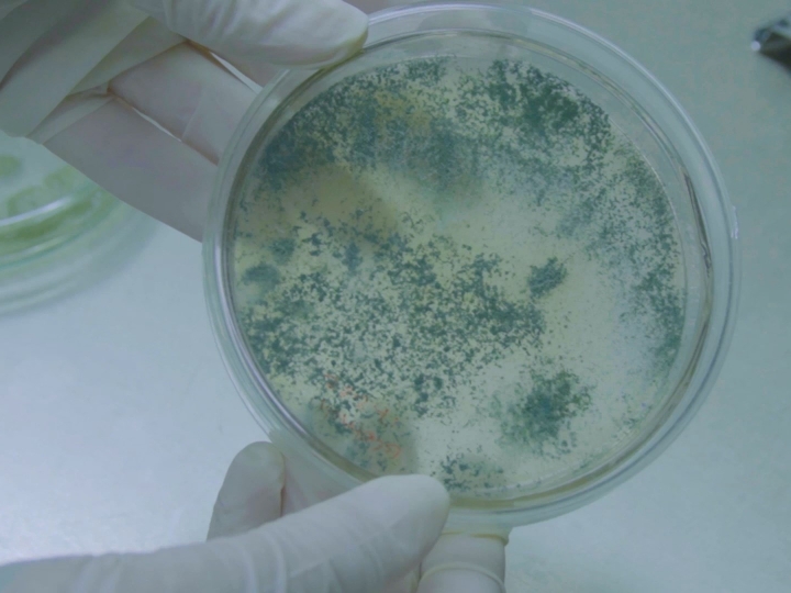 Vantagens do uso de produtos biológicos certificados 