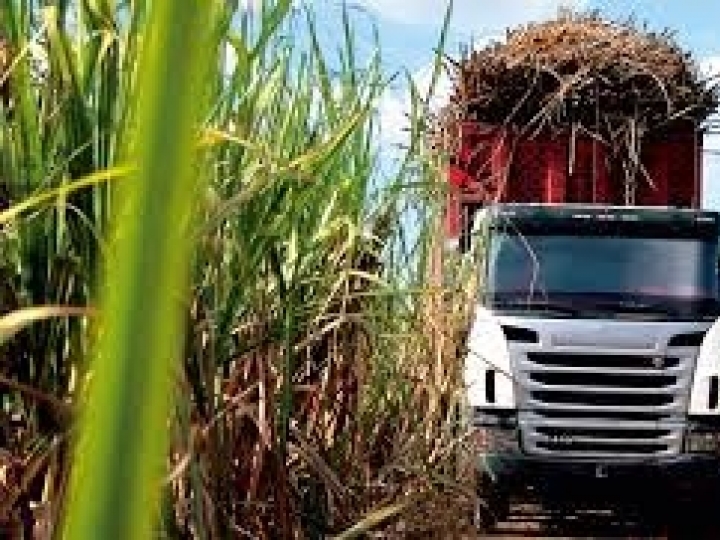 Nova projeção aponta produção de 58 milhões de  toneladas de cana-de-açúcar no Norte e Nordeste