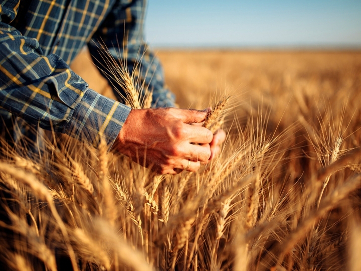 Em formato híbrido, Congresso do Trigo debate panorama e tendências do mercado do cereal