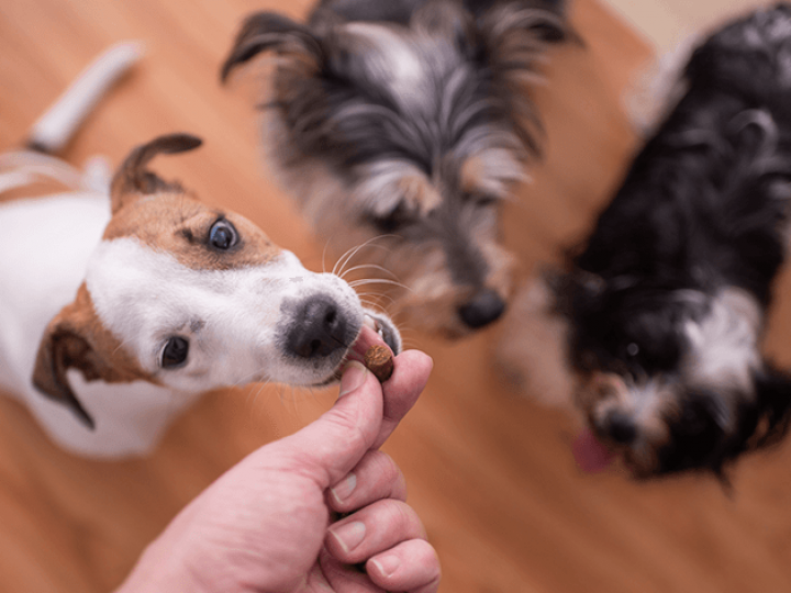 Mais uma empresa deverá recolher produtos para alimentação animal do mercado nacional