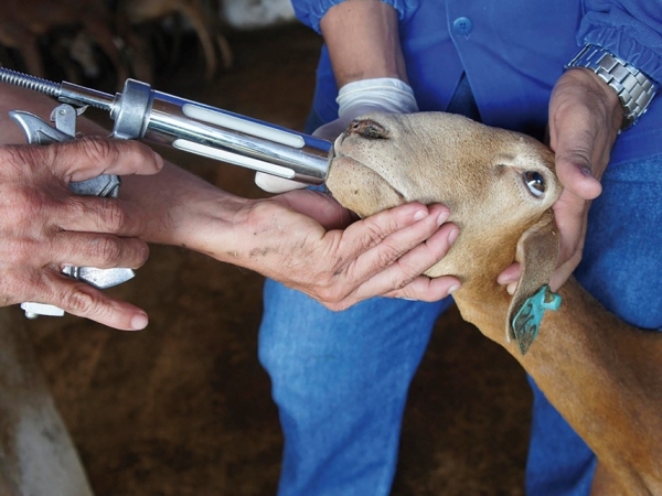 Uma estratégia nutricional capaz de incrementar resiliência animal para as infecções parasitárias pode resultar em uso mais otimizado de vermífugos. Foto: Maíra Vergne