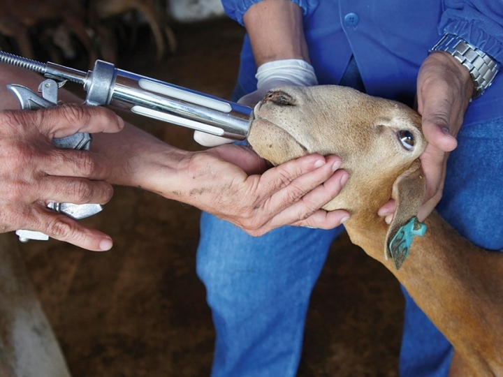 Ajustes em dietas podem garantir a ovinos mais resiliência ante a verminose