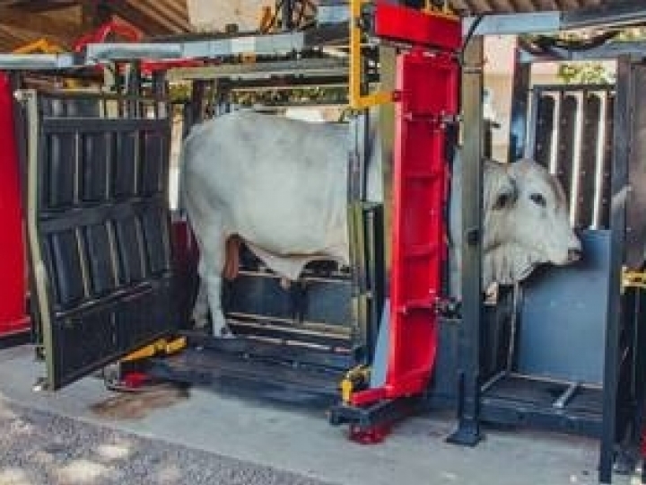 Uso do tronco hidráulico aumenta a produtividade no curral em 50%, destaca zootecnista