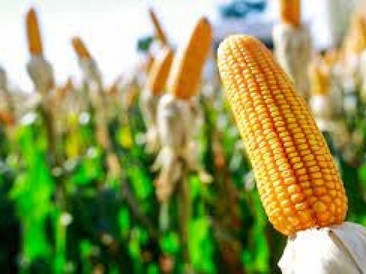 Campanha Tiguera de Milho Zero: Secretaria de Agricultura alerta sobre o manejo e a prevenção dos enfezamentos e das viroses do milho