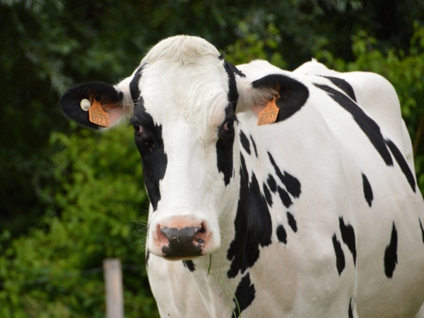 Processo adequado de ordenha pode reduzir pela metade, possibilidade de mastite bovina em vacas leiteiras, afirma especialista. Foto: Divulgação