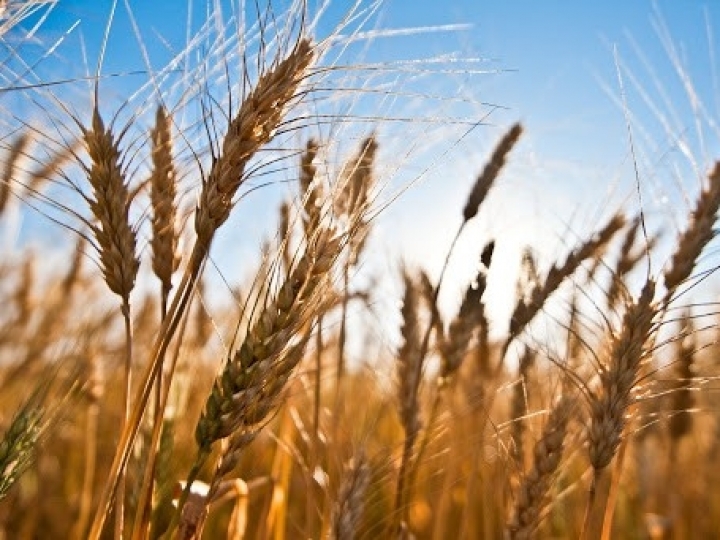 Com produtividade estimada em 3,13 toneladas por hectare, trigo está sob ameaça de seca e nova onda de frio no RS