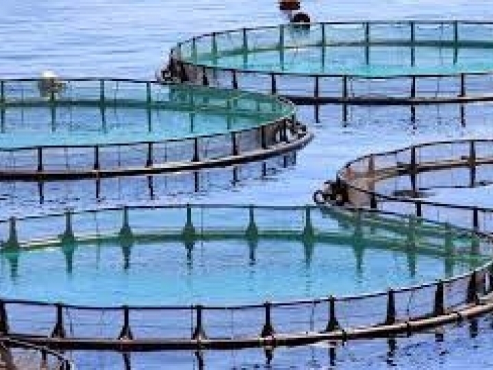 Diferentes sistemas de aquicultura possuem diferentes níveis de sustentabilidade