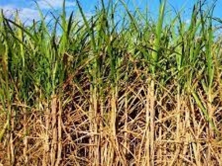 Safra de cana-de-açúcar no Centro-Sul tem crescimento médio de 5% na produtividade 