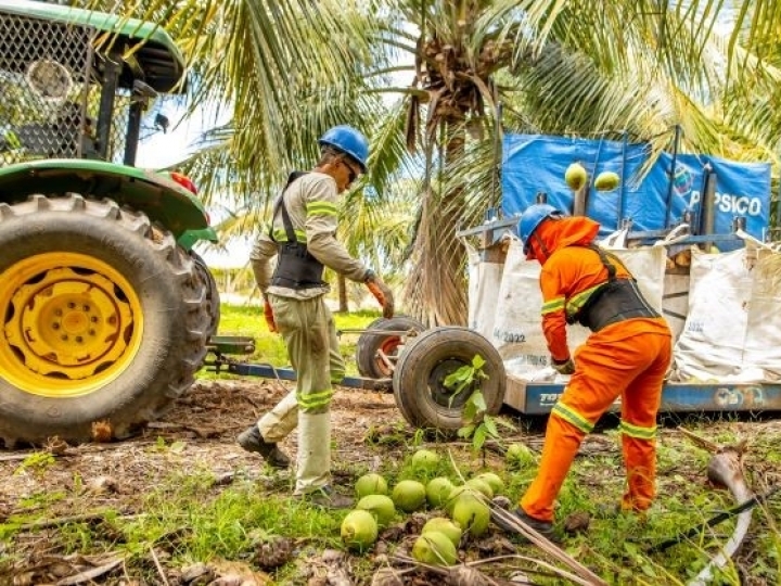 PepsiCo inicia cultivo de cacau em consórcio com coco-verde 