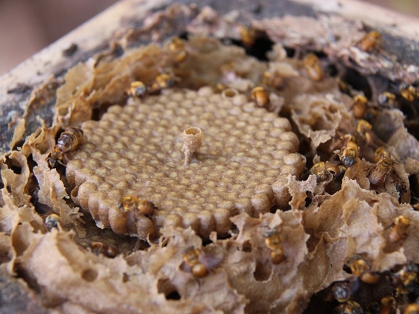 Pesquisadores querem estabelecer critérios para o manejo sustentável da Uruçu Amarela do Cerrado. Na foto, uma colmeia da abelha. Foto: Thainara Nascimento