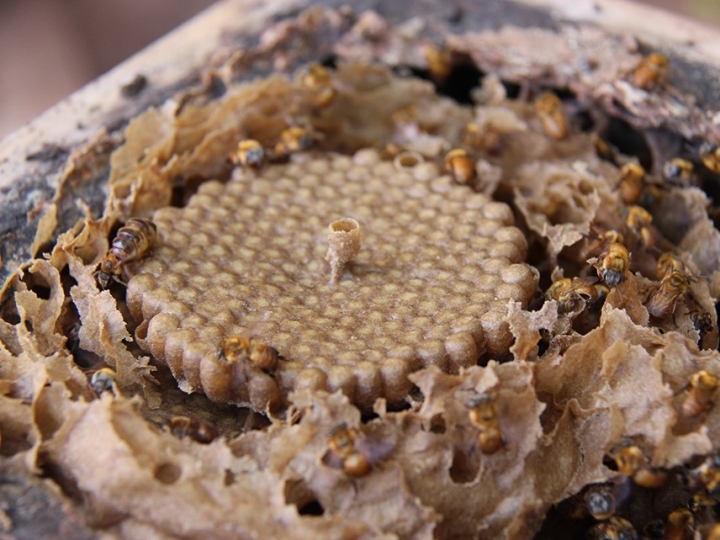 Pesquisadores e meliponicultores trabalham juntos para salvar abelha