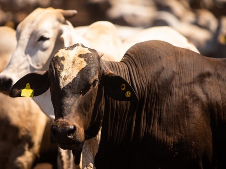 Como funciona o controle biológico do carrapato-do-boi?