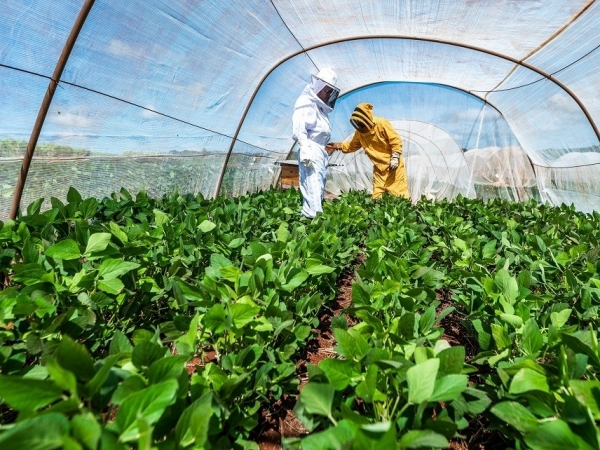 Experimentos realizado com abelhas no interior de uma parcela de soja engaiolada confirma crescimento do rendimento de soja. Foto: A. Neto