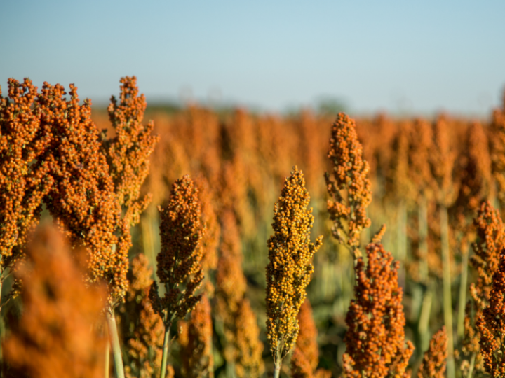  Diante da seca, produtor investe no cultivo de sorgo para manter rentabilidade  