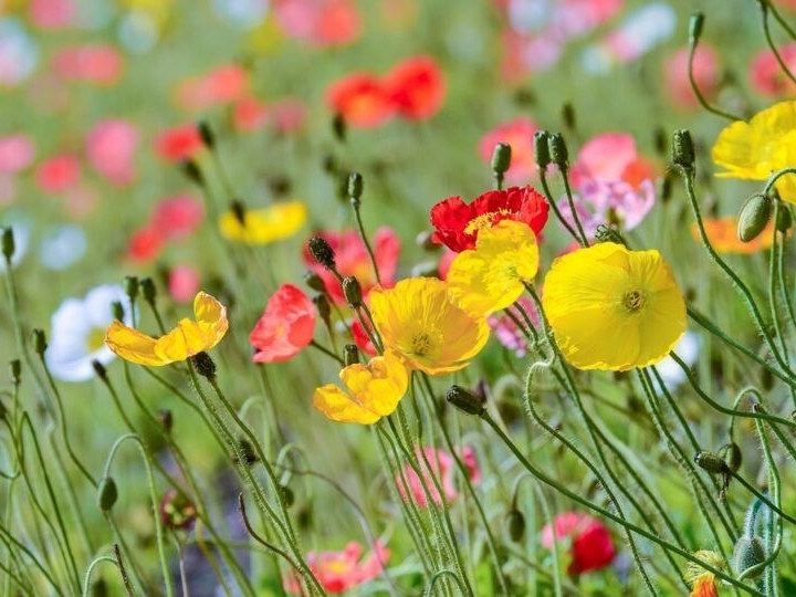Instituto Biológico abre as portas para receber a Primavera