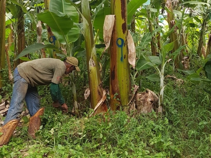 Fungo combate principais ameaças à produtividade de bananeiras