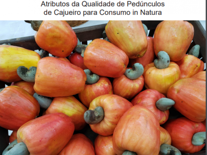 Caju de mesa: Embrapa estabelece os parâmetros de qualidade do fruto