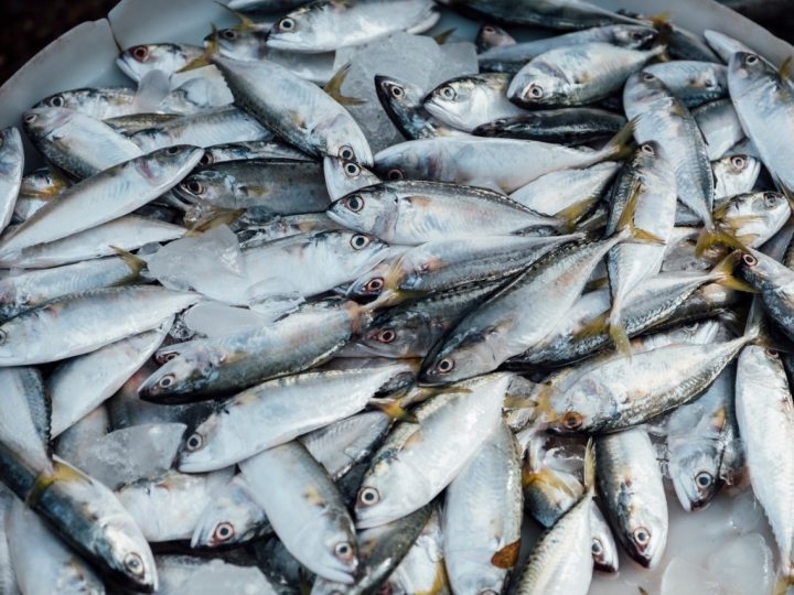 SIMCOPE aborda temáticas vitais na cadeia produtiva de pescado