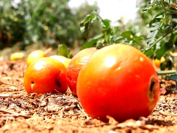 A traça-do-tomateiro ataca a cultura durante todo o ciclo de produção, causando danos às folhas, aos ramos e aos frutos, que são broqueados pelas lagartas e perdem o seu valor comercial. Foto: Eduardo Pinho