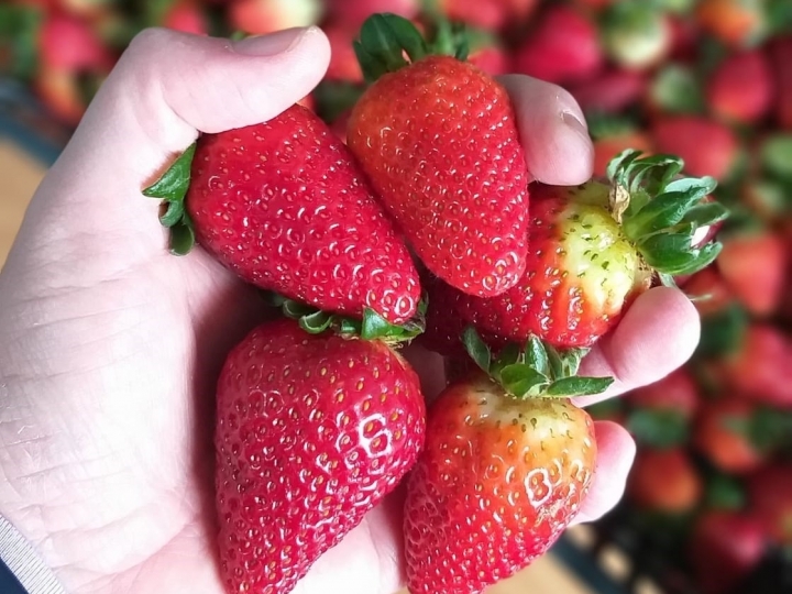 Bioinsumo natural auxilia produtores de morango a produzir mais sem impactos negativos ao ambiente e consumidores