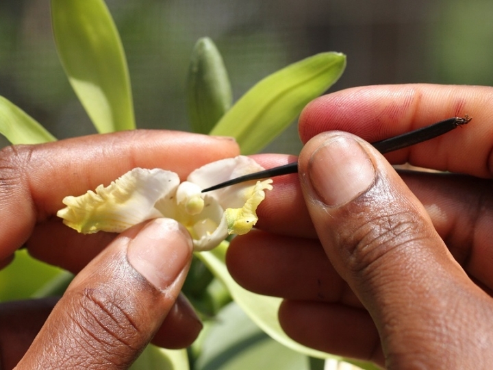 Embrapa capacita calungas e produtores rurais para produção de baunilha brasileira