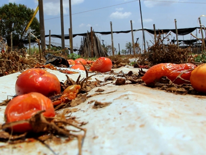 Antiga conhecida dos produtores, a traça-do-tomateiro volta a causar na safra 2022