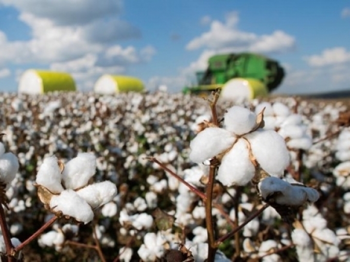 Dia Mundial do Algodão 2022: tecer um futuro melhor para o algodão