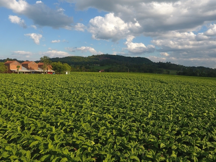 Expectativa de crescimento para as exportações de tabaco 