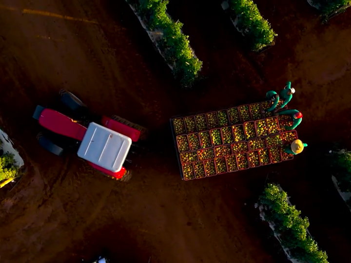 Tecnologias impulsionam produção nacional do tomate