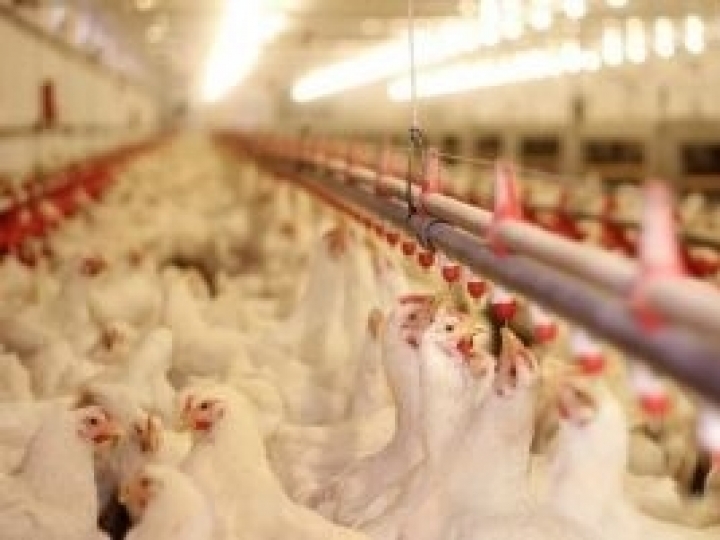 Valor do frango está valorizado no mercado externo, carne suína registra retração