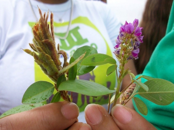 O desmódio (Desmodium ovalifolium) é uma leguminosa forrageira perene, originária da Ásia. Na foto, a flor do desmódio. Foto: Cláudia Rezende