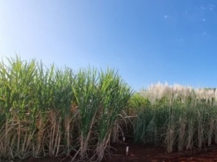 Inteligência artificial permite prever performance de cana-de-açúcar em campo