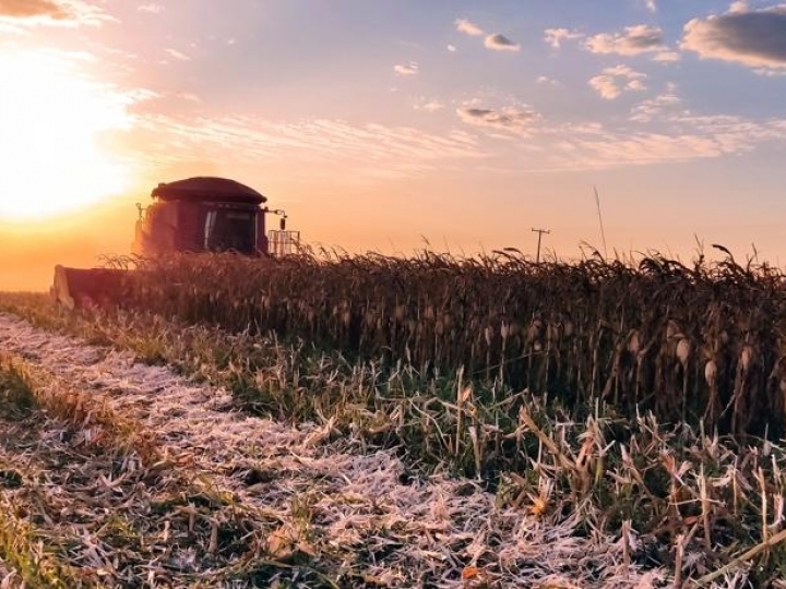 Colheita de milho segunda safra é finalizada em MS