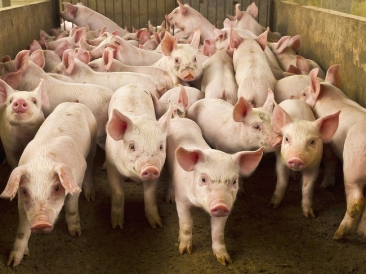 Exportações de carne suína alcançam 102,7 mil tons em setembro