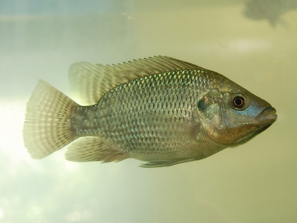 Foto: Gabriel Nogueira