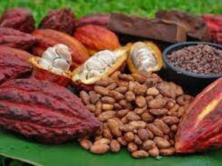 Conab realizará novos leilões para apoio à comercialização da amêndoa de cacau