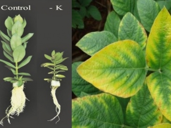 Efeitos da falta de potássio para as plantas. Foto: Dissertação de Mestrado de Diego/Divulgação