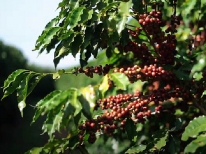 Produtor adota biotecnologia e eleva qualidade dos grãos de café 