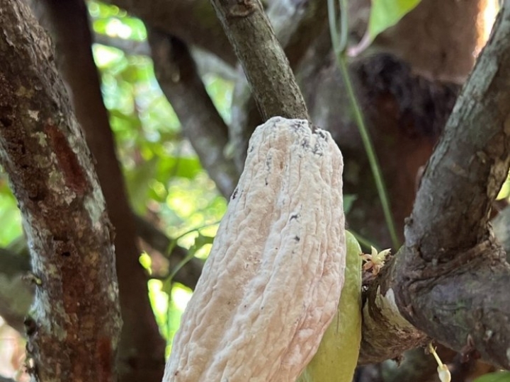 Novo foco de praga que atinge cultivo de cacau e cupuaçu é detectado no Amazonas