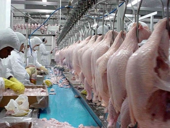 Exportação de carne de frango é recorde mesmo com desaceleração da demanda chinesa
