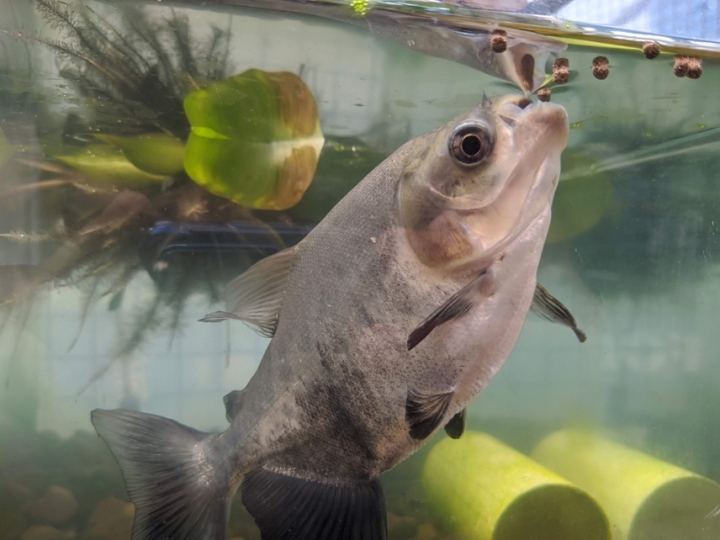 Sorgo é capaz de reduzir custos na ração e controlar parasitos em tambaqui