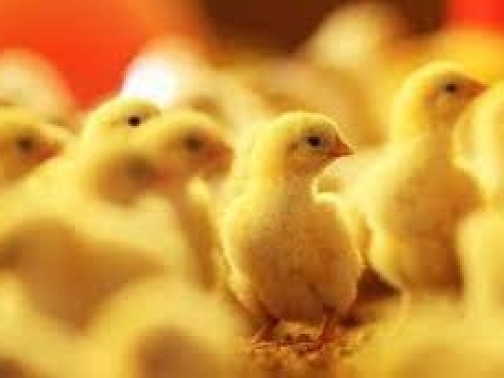 Receita de exportações de material genético avícola  cresce 12,5% em 2022