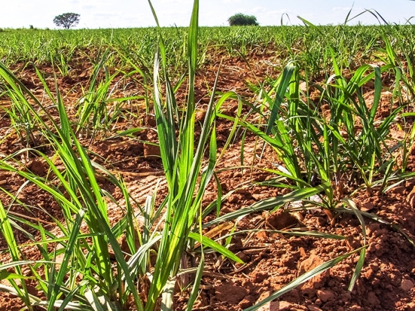 Agropecuária Iracema: análise de dados da safra 22/23