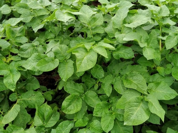 A nova cultivar apresenta como principal diferencial a resistência a doenças nas folhas. Foto: Giovani Olegário